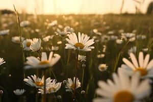 White daisy flowers field meadow in sunset lights. Field of white daisies in the wind swaying close up. Concept nature. photo