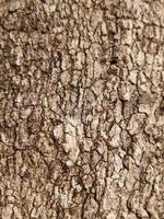 Texture of the tree. Tree bark natural texture background photo