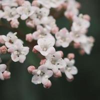 Blooming bouquet of white Valerian photo