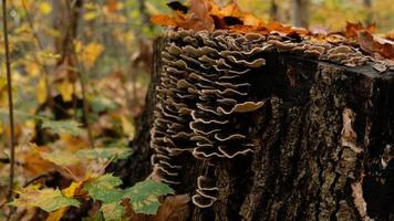 Mushrooms on a large stump in fall forest. Beautiful autumn card for a poster or postcard. The stump is covered mushrooms and autumn leaves. Parasitic mushrooms on trees. photo