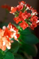 kalanchoe planta con naranja flores, kalanchoe blossfeldiana, en conserva kalanchoe foto