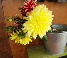 Yellow flower Dahlia with green leaf background photo