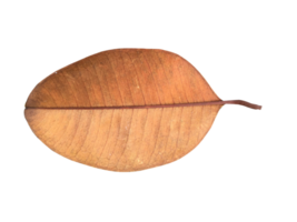 dry leaves on a transparent background png