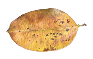 sec feuilles sur une transparent Contexte png