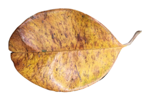 dry leaves on a transparent background png