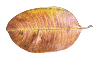 dry leaves on a transparent background png