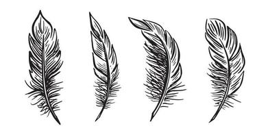 Feather Set hand drawn illustrations. vector