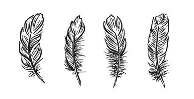 Feather Set hand drawn illustrations. vector