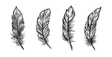 Feather Set hand drawn illustrations. vector