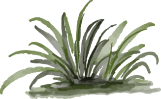 isolated watercolor illustration of grass png