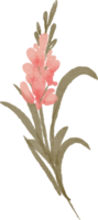 geïsoleerd waterverf illustratie van perzik bloem png