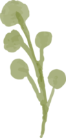 isolated watercolor illustration of flower bud png