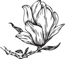 Linear magnolia flower. Hand drawn illustration. vector
