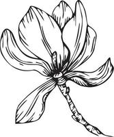 Linear magnolia flower. Hand drawn illustration. vector