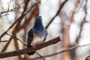 Pigeon sits on a branch photo