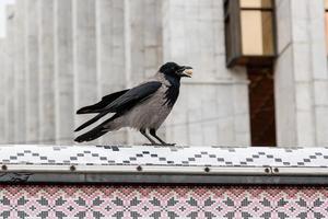 The crow in its beak holds a nut photo