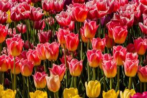 Spring field of colorful tulips photo