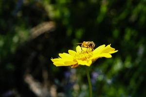 Honey bee gathering pollen inside bloomed yellow flower in garden photo