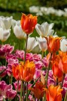 Spring field of colorful tulips photo
