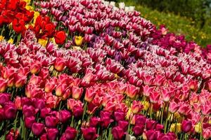 Spring field of colorful tulips photo