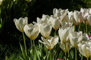 Macro of white tulips on a background of green grass photo