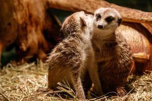 Beautiful meerkats are played photo