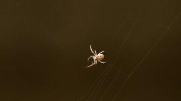Spider weaves a web in summer evening video