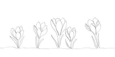 Crocus or saffron flowers drawn by lines. Outline flowers for invitations or spring design vector