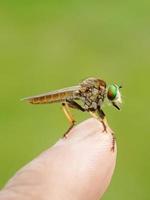 un robberfly insecto permanecer en un dedo con borroso antecedentes. macro insecto. macro disparo. foto