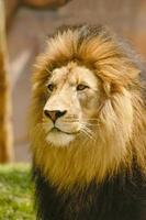 un masculino león retrato perfil Disparo y él se sienta intensamente mirando dentro el distancia. foto
