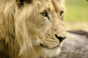 A side view profile portrait of a young adolescent male lion. photo