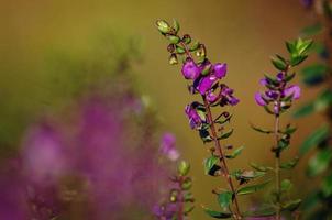 púrpura flores en el Mañana ligero foto