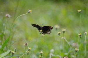 negro mariposa en contra el prado foto