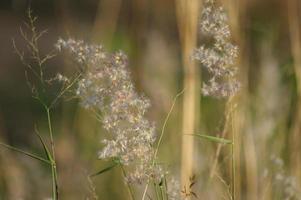 Grass flowers in nature that look harmonious. photo