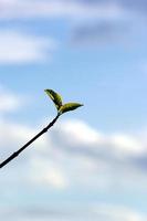 young leaves against the sky photo