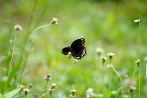 black butterfly against the meadow photo