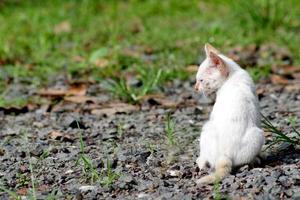 blanco gatito en el Roca piso foto