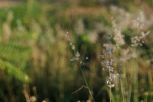 Blurred purple grass flowers that look harmonious. photo