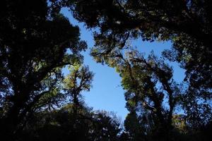 the top of the pine tree against the sky photo