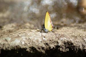 natural mariposa en el cascada el mediodía Dom crea un hermosa antecedentes Bokeh. foto