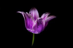 Purple tulip with a green stem on the black background. Macro tulip with dew drops. Purple flower, key light. photo