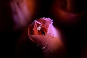 un rosado macro Rosa con Rocío gotas en el oscuro antecedentes. macro Rosa con Rocío. foto