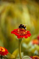 A bumblebee on the red flower. Macro bumblebee collecting pollen from a red flower. photo