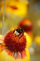 un abejorro en un flor con un amarillo antecedentes. un abejorro coleccionar polen desde un flor. foto