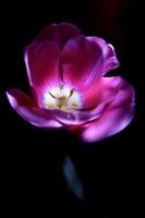 A pink tulip with water drops on it. Macro tulip, key light. photo