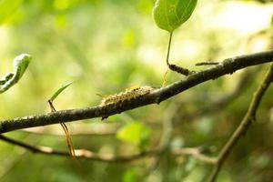 A caterpillar on a branch with a leaf on it. A green caterpillar on a branch. photo