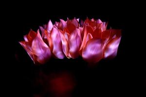A bunch of pink tulips. A bouquet of tulips on the dark background. photo
