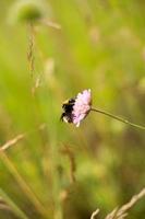 A bumblebee on a pink flower on the green background. A bumblebee collecting pollen. photo