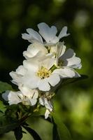 White apple blossom with yellow centre. Spring blossom on the green background. photo