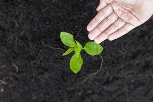 parte superior ver de para niños mano riego el joven planta de semillero árbol en el jardín. foto